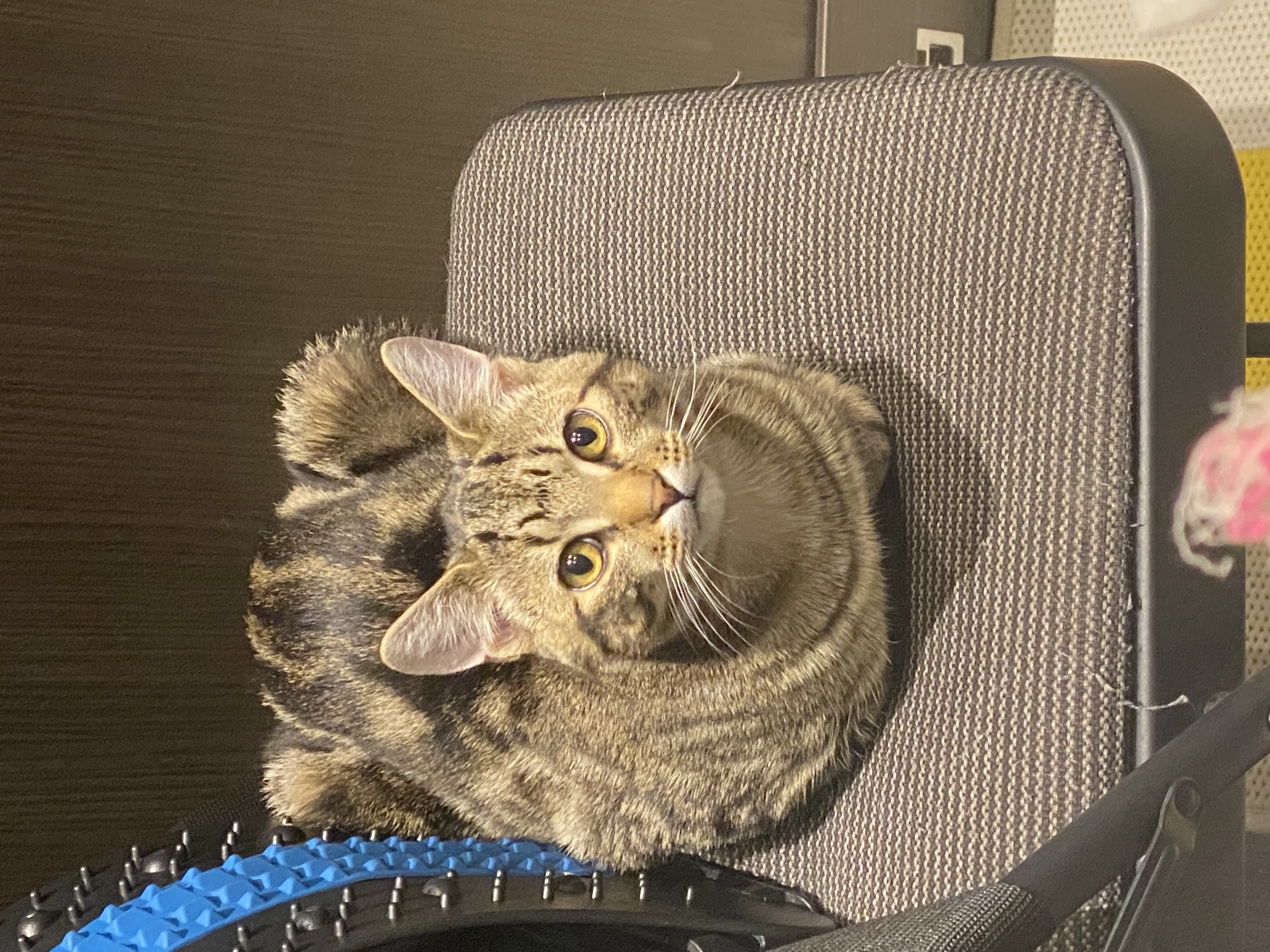 Kiwi